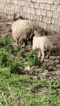 السلام عليكم
نعجه اوم ثالث وراها خاروف خشن فول عمرو15يوم ما شاء الله وخشنه ونضيفه  مكان #الشرقاط عوجيله 

هـ ***********
