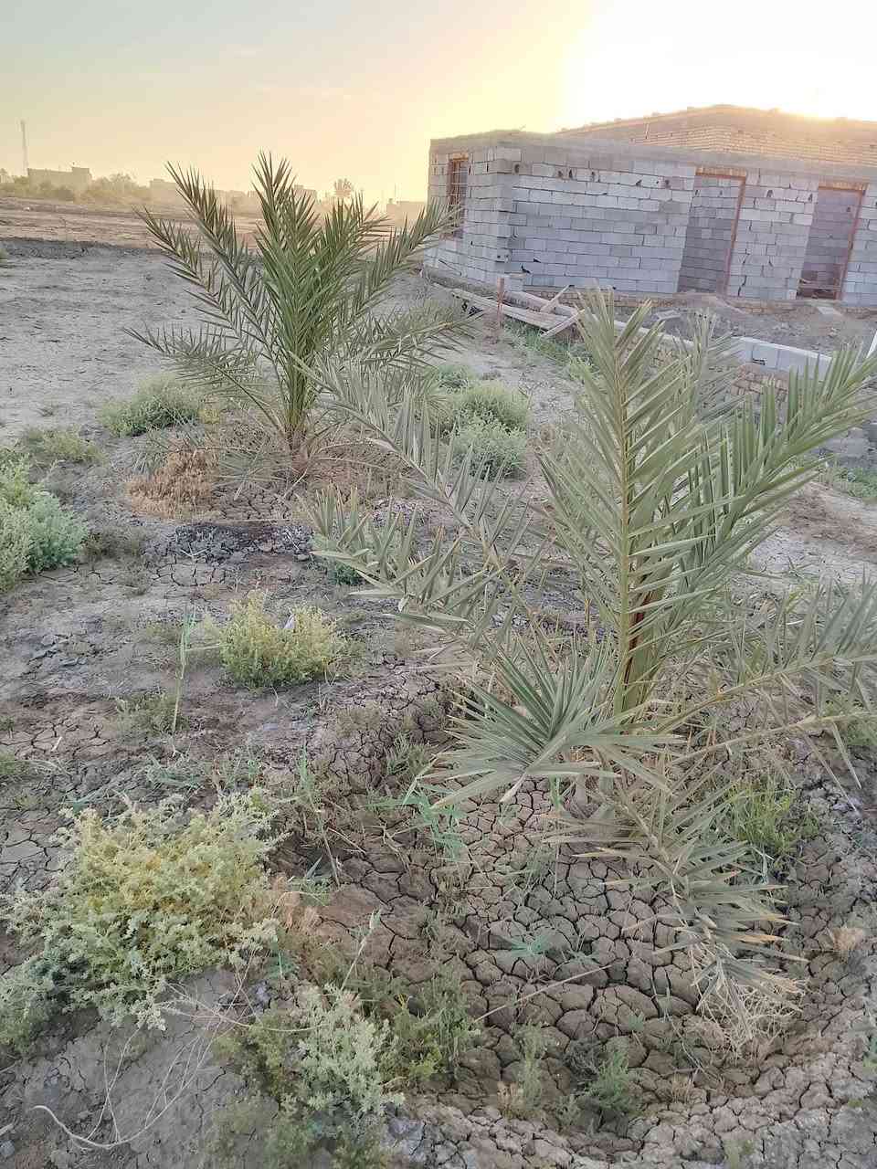 السلام عليكم ورحمه الله وبركاته قطعه البيع طابو زراعي قريبه على حي المصطفى من جيهت العريفات  خدمات موجوده مساحت القطعه 250 متر استفسار على هاذا رقم ***********
