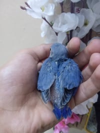 تك غندورة • ١٨يوم • أليف