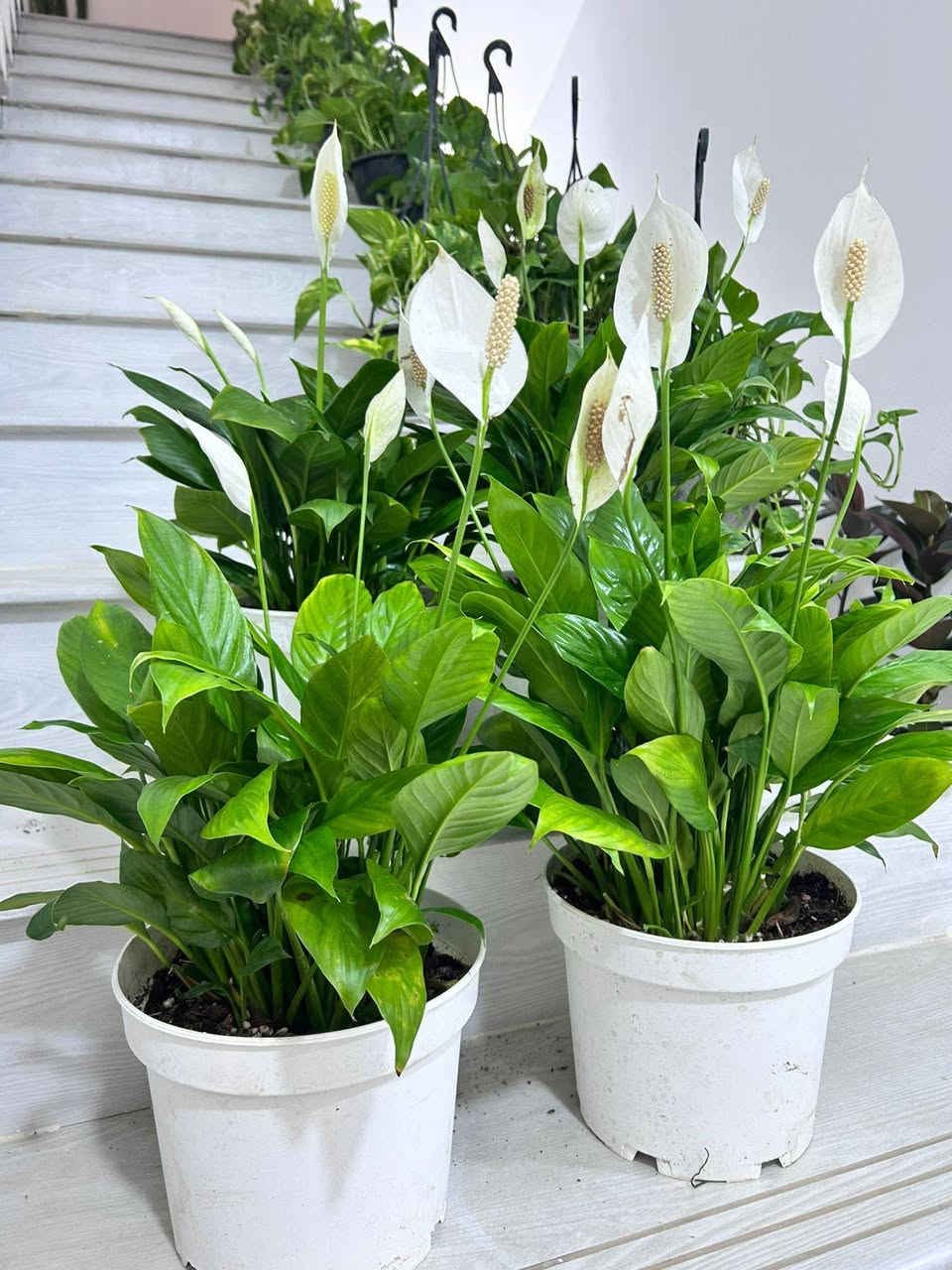 🌿✨ نباتات ظل داخلية متوفرة ✨🌿
أجمل تشكيلة من النباتات الداخلية لإضافة لمسة من الجمال والحيوية على منزلكم أو مكان عملكم. 🌱💚
✔️ نباتات صحية ومختارة بعناية
✔️ مناسبة للأماكن الداخلية
✔️ أسعار مناسبة وجودة مميزة
📩 للحجز والاستفسار مراسلتنا على الخاص.
@إشارة


**إذا كنت صاحب هذا الإعلان وتريد حذفه لأي سبب، رجاءا أرسل رسالة إلى الدعم الفني**