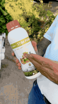 نتائج رائعة لل ستيم باور الإسباني النانوي  🌳 #مكتب_النور_الزراعي  #شرك...