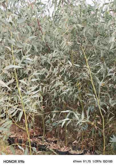 السلام عليكم متوفر. كالمتوز. سطل 26.  ارتفاع 3متر.
سندان 19.  ارتفاع. مترين ونص.  

اسعار جمله.  والتوصيل مجاني.

***********.   العنوان حله. قرب الجامعه الاهليه
