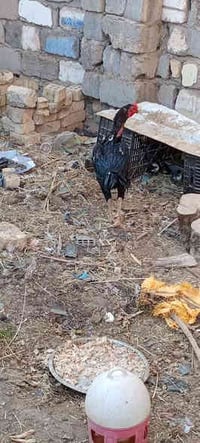 ديج هراتي • القاسم