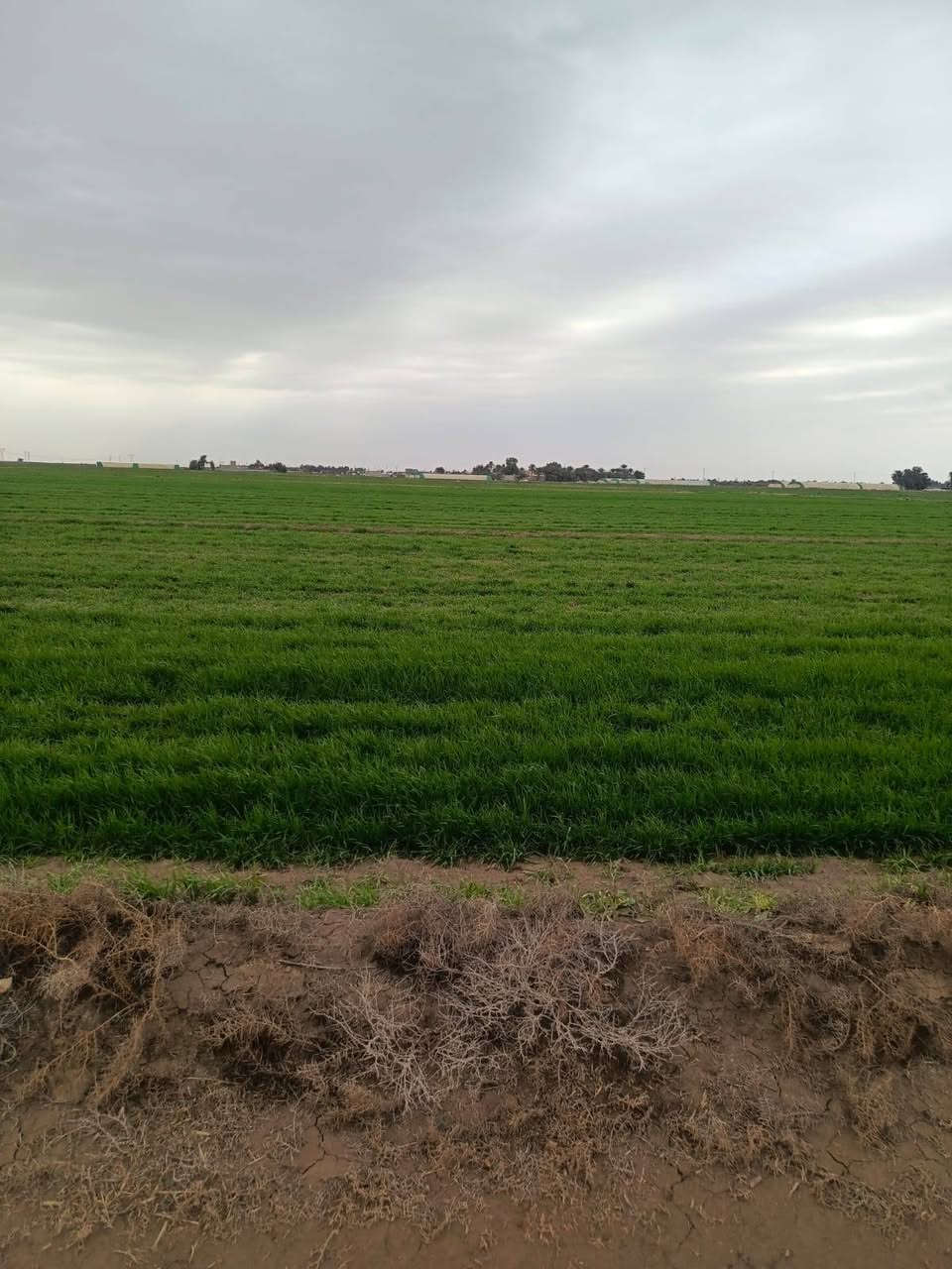 أرض زراعيه للبيع مساحتها 100 دونم  70 منها طابو  سند 25 و 30 دونم واقع حال فيها مضخه 50  حصان أبعادها 395م العرض موازي لنهر دجله أي الوجه من جهة نهر دجله النزال 885م والعرض الآخر 182م  موقع الأرض في الكوت تبعد عن مركز المحافظه 32كم على طريق العماره كوت 28 الطريق العام و4كم من الشارع العام إلى الأرض والشارع مبلط حديث والآن مزروعه حنطه
الاستفسار أكثر تصال على رقم ***********
