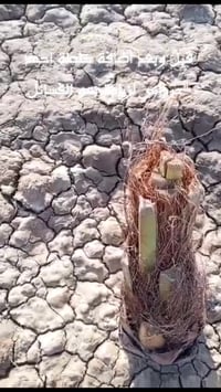 خلطة أحمد الحرداني • نتائج • قبل بعد