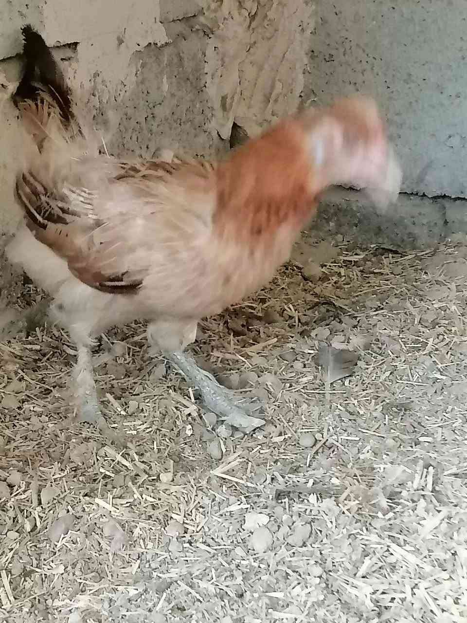 دجاجه بياضه للبيع ب ١٧ مكاني ديالى المقدادية قرب معمل الألبان


**إذا كنت صاحب هذا الإعلان وتريد حذفه لأي سبب، رجاءا أرسل رسالة إلى الدعم الفني**