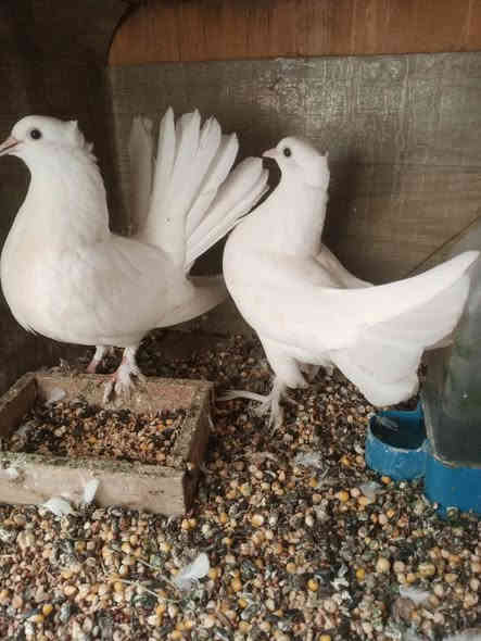 السلام عليكم  زوج طيور هنداوي عرايس للبيع السعر٢٥ الف***********
