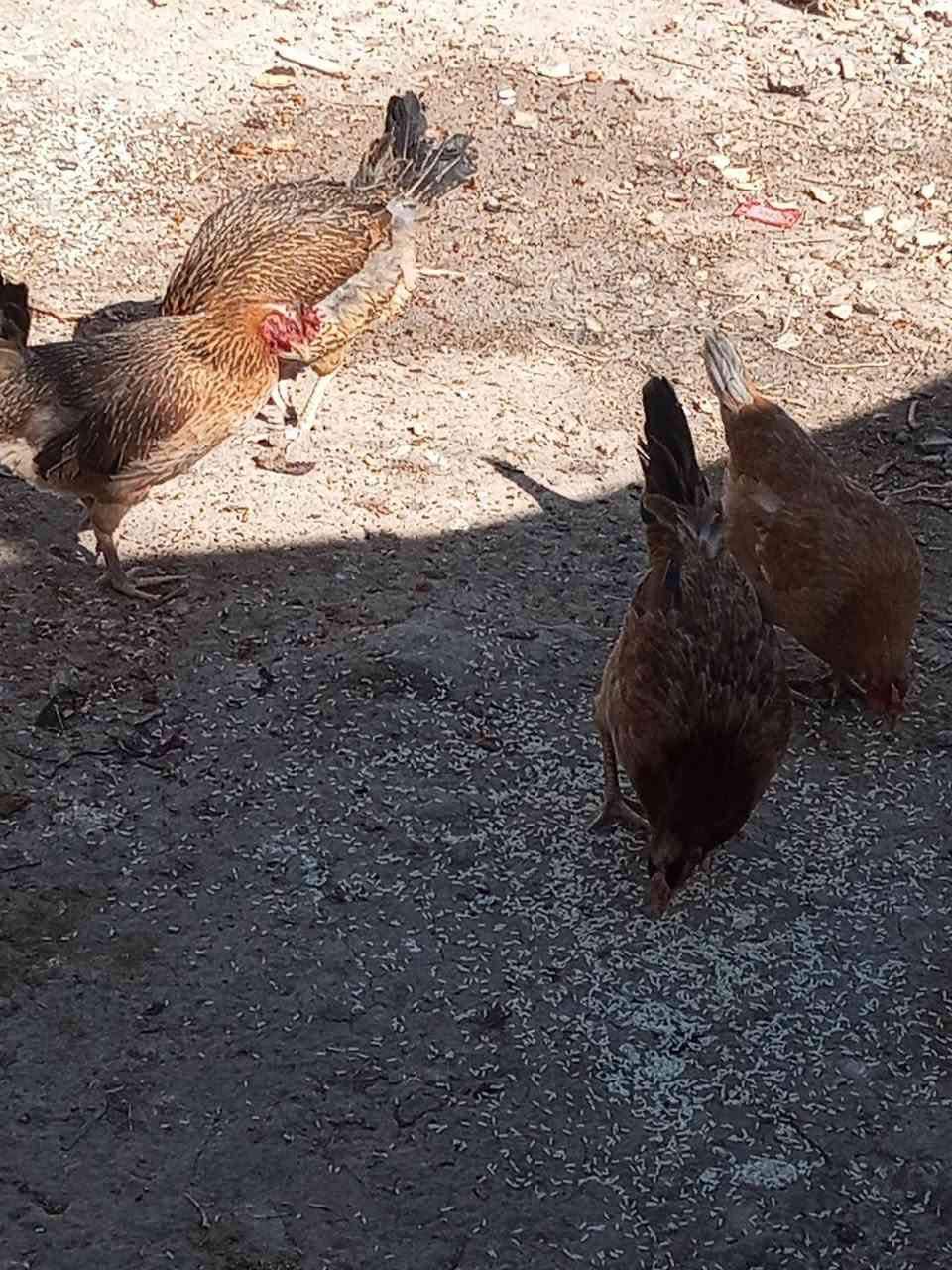 شباب التك على 15 قفل مكاني سبع البور بالالف اني يم مدرسه طه حسين وهاي ارقامي دقوا عليها بخدمتكم.         ***********.       ***********
