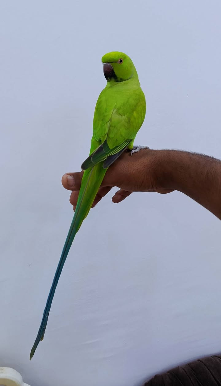 يا الله سلام عليكم شلونكم شباب متاح تك فحل مشروط ضخامه فول ماشاء الله اليف ويحب يلعب معه اطفال بيه كلامات غير مفهومه ياخذه يترحملي عليهن فحل فول ال فول/150/مكاني ديوانيه قضاء شاميه معه تحياتي للجميع


**إذا كنت صاحب هذا الإعلان وتريد حذفه لأي سبب، رجاءا أرسل رسالة إلى الدعم الفني**