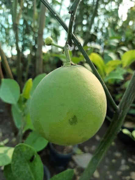 توفرت أشجار الحمضيات 🍋🍊
أحجام مختلفة وجودة عالية جاهزة للزراعة 🌱
📌 متوفرة الآن في بابونج ستور 🌼
للطلب: ***********
