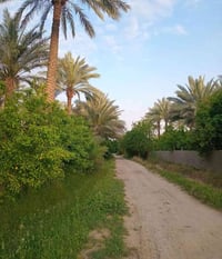 نصف دونم ١٣٢٥متر طابو 25 يحتوي على أشجار نخيل خدمات كامل كهرباء وماء  ...