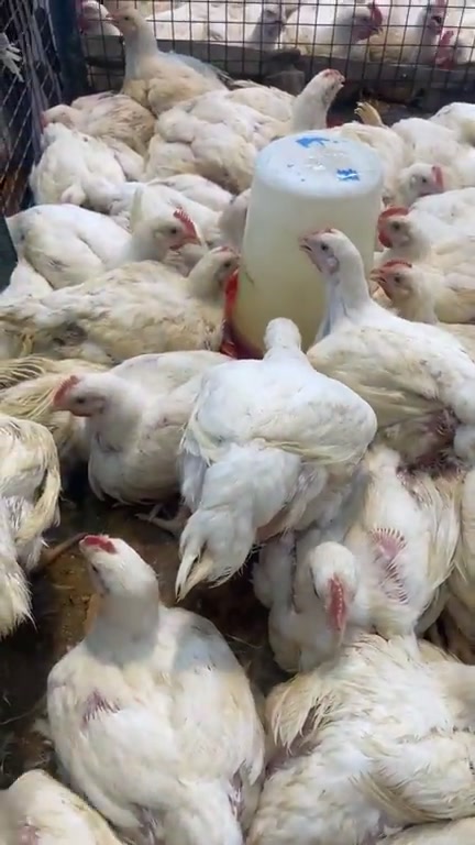 تاريخ 6_7 
🐔عرض  كيلو دجاج ٣٢٥٠  🔴
🍗 كيلو دجاج مقطع ٥٥٠٠
❌ توصيل محافظات ماكو 

📦 الأوزان متوفرة من ٢ كيلو لحد ٣ كيلوات ونص 

التوصيل المتوفر المسيب السدة الاسكندرية الحصوه المحاويل
———————-
🍗 أسعار الدجاج المقطع 🍗

🐔 كيلو صدر دجاج ٥٥٠٠
🍗 كيلو أفخاذ — ٥٥٠٠
🍗 كيلو أجنحة — ٥٥٠٠
🐓 كيلو رقاب — ٢٠٠٠
🍗 كيلو كبد صافي — ٥٠٠٠
🍗 كيلو كبد وحواصل (ممفتوحة) — ٤٠٠٠

━━━━━━━━━━━━━━

🏪 محلات أولاد هاشم
لبيع الدواجن الحي والمقطع

📍 بابل – المسيب
مدخل الجسر القديم

🚚 خدمة توصيل لجميع المناطق
📞 ***********
