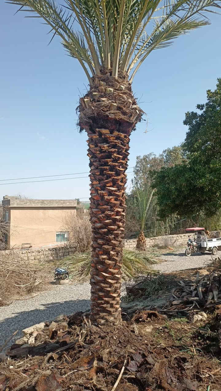 سلام عليكم تكريب نخل 
اتصل ***********
