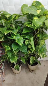 البلاب سوبر جامبو • كمية محدودة • طوزخورماتو