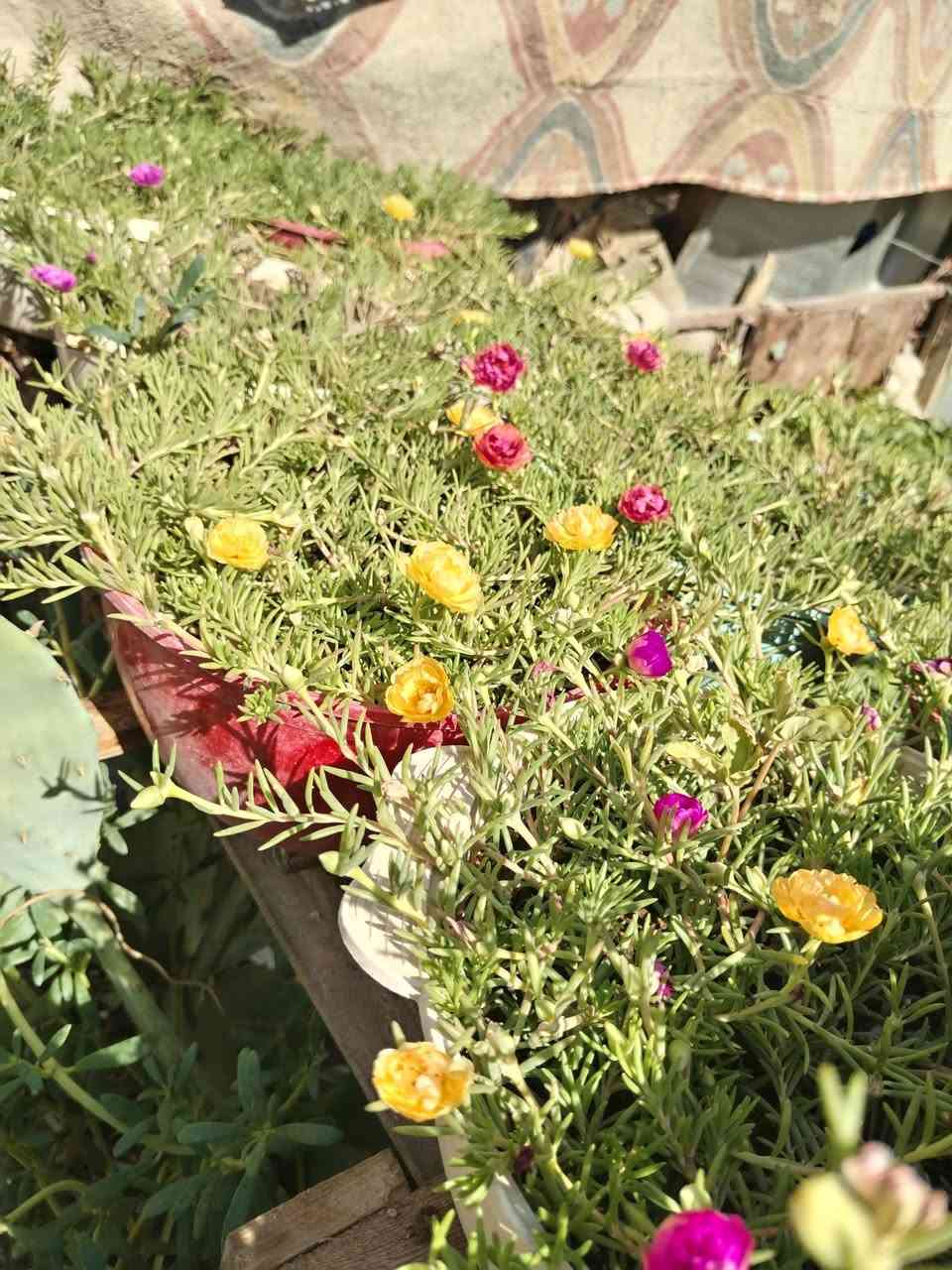 تزهير اليوم الجمعه ١٠ / ٧ / ٢٠٢٦ نبات ورد الصباح العراقي الوان لطلب والحجز واتساب
*********** السماوه أو مراسلة الصفحه يوجد خدمة توصيل طلبات داخل السماوه ولكافة المحافظات لباب البيت أنواع البذور الاستوائية النادره
