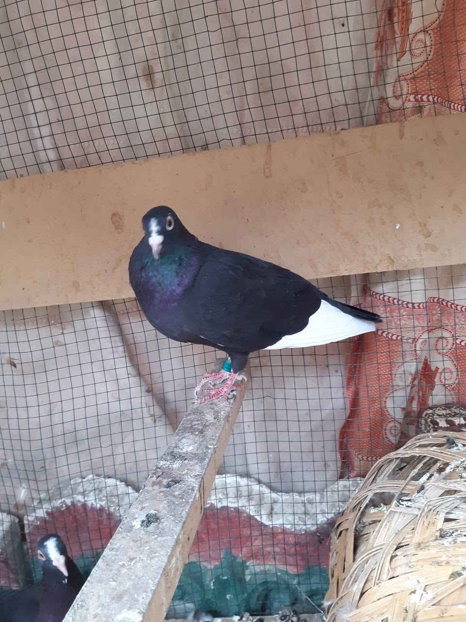 السلام عليكم ورحمة الله
طيور للبيع
 زوج ارافل ب٢٥ الف
 وزوج شوامل ٢٥ الف
طارمية_شارع البانزيخانة
***********
***********
