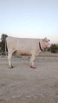 بجر زراعي • درجة اولى • بابل الحمزه الغربي