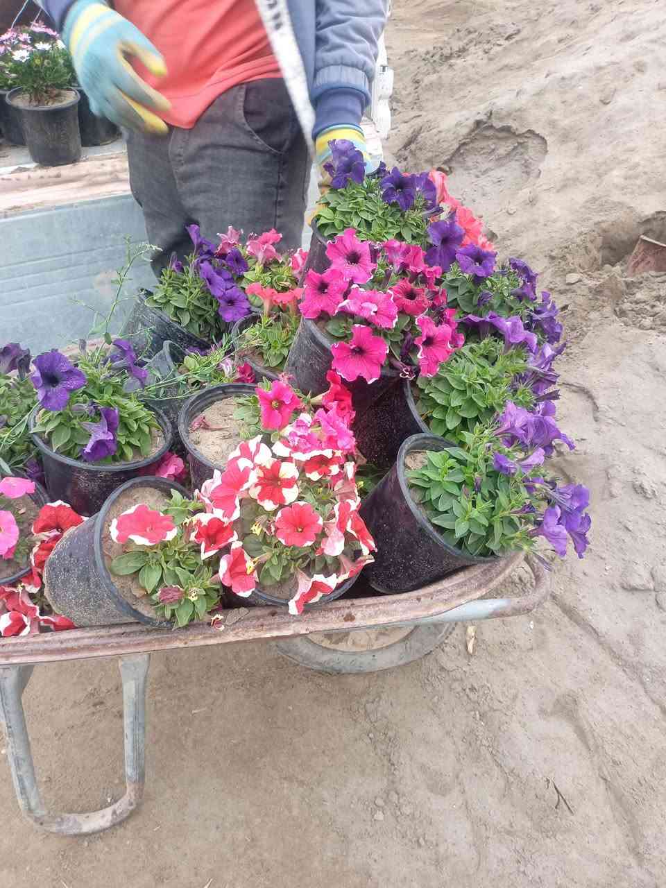 تم بحمد الله وصول انواع متعدده من الاشجار المثمره ( تين،رمان ،تكي ،برتقال،نومي حامظ ،لالنگي ،رارنج ،نبك تفاحي ،جوري سلطاني ،حنه بصراوي ،اكاسيا مصري ،كابرس ،كالبتوز وغيرها)  مع توفر خدمه توصيل مجاني داخل البدبر


**إذا كنت صاحب هذا الإعلان وتريد حذفه لأي سبب، رجاءا أرسل رسالة إلى الدعم الفني**