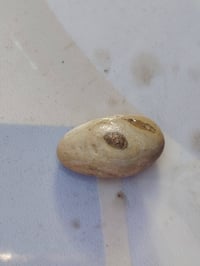 عطف بري ملاكط • الأنبار • توصيل