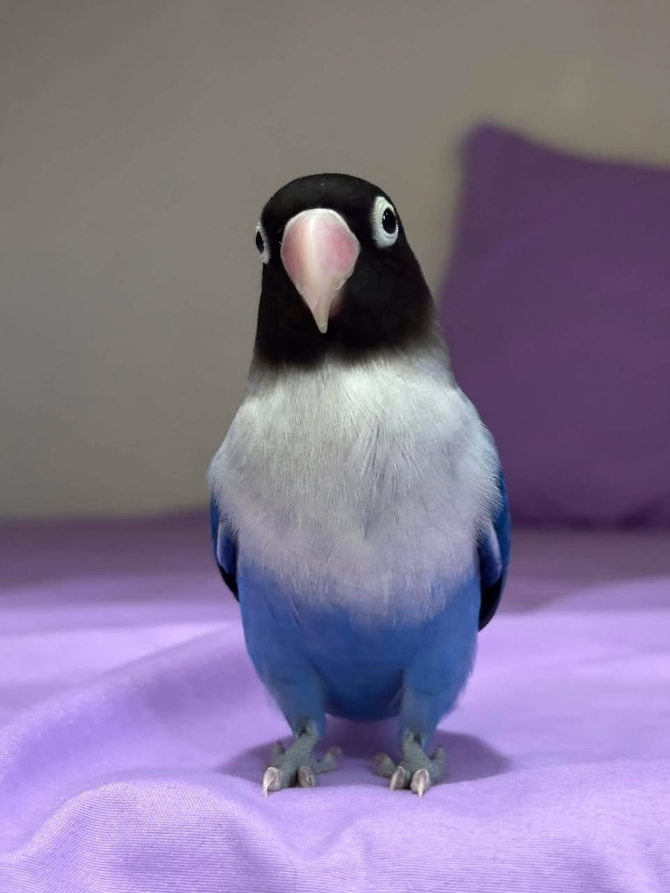 اللهم صلي علا محمد وال محمد
توفر غندور ازواج امامي تكاثر
 اراسلك او تراسلني ♥️♥️
للحجز الاتصال
رقم 💐 ***********
واتساب رقم 💐 *********** 
رجائآ المو شراي لا يتصل
توصيل موجود
