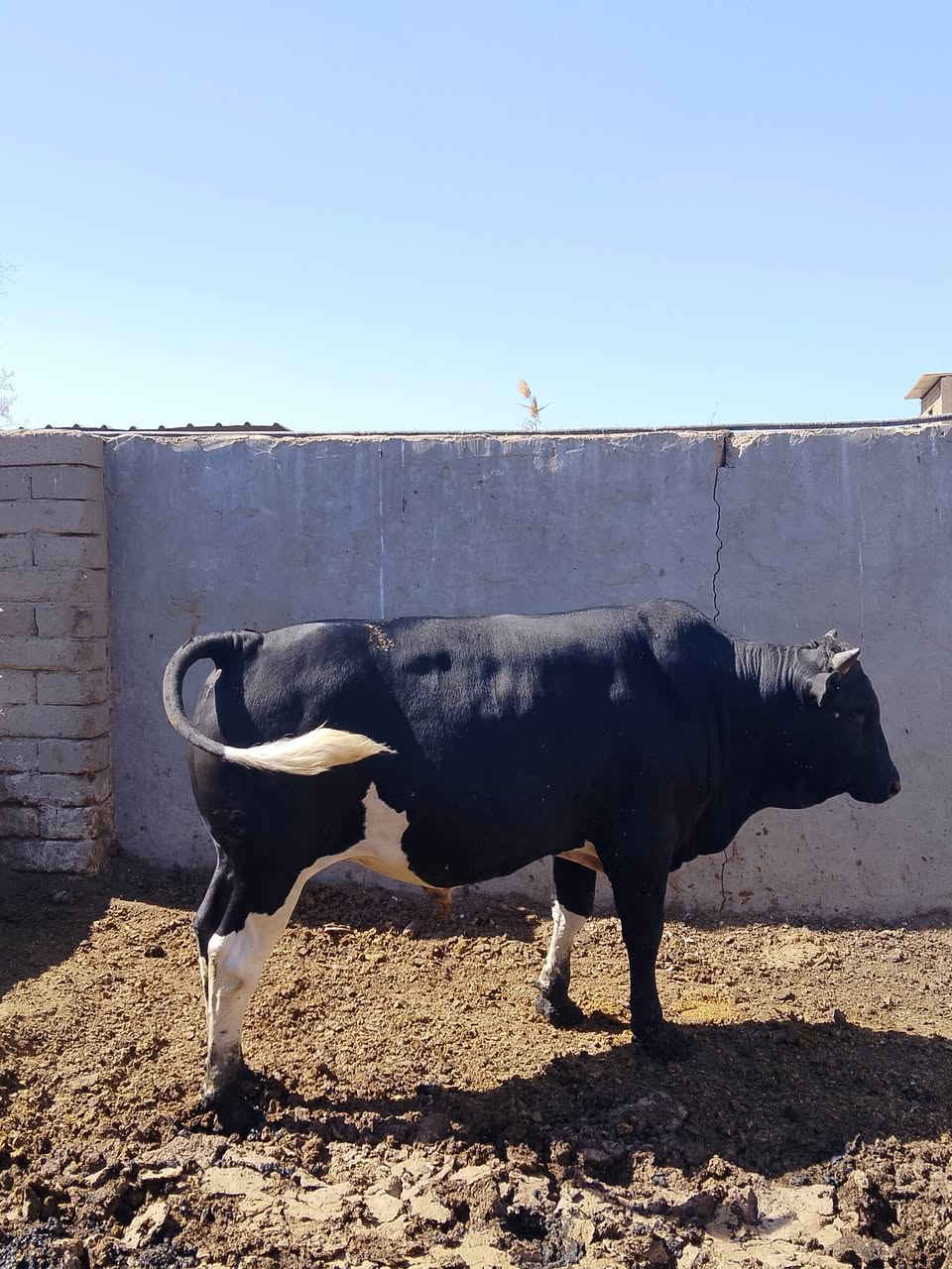 اللهم صل على محمد وال محمد
هذه   الحلقوم ان شاء الله باجر ب محل منعم الكصاب 
سعر الكيلو 12الف بمناسبه  قدوم شهر رمضان المبارك وبيكم خير وتدللون 
نضيف ودرجه اوله يمي يرضي الله ويرضي الناس


**إذا كنت صاحب هذا الإعلان وتريد حذفه لأي سبب، رجاءا أرسل رسالة إلى الدعم الفني**