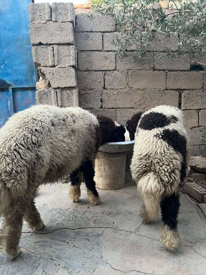 طليان اثنين للبيع نظيفات وسمان وتربية بيت
الشراي يتصل على الرقم ***********
بي وتساب
