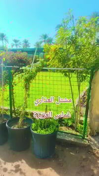 مشتل العذاري • سنادين جاهزة • متسلقات