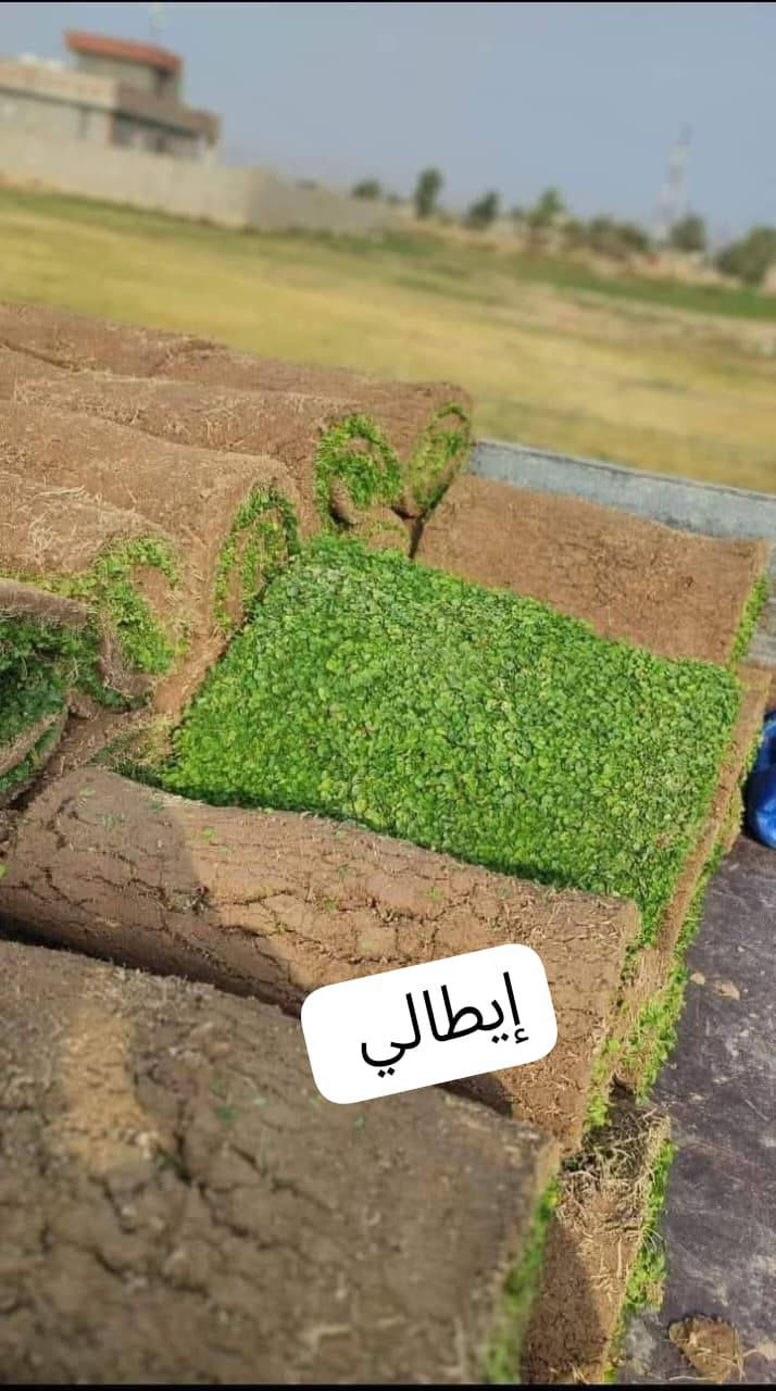 ثيل ديالى الطبيعي 🍀 متوفر كافة انواع الثيل
الثيل امريكي والهندي والايطالي والفرنسي
كادر متخصص :
لتجهيز... مشاتل🌴
والدوائر حكوميه🏦
منازل🏡 منتزهات🏄
موجود خدمة توصيل 🚕🚕 لكل محافظات العراق 
للطلب التواصل مع الصفحة او الاتصال على 
***********
