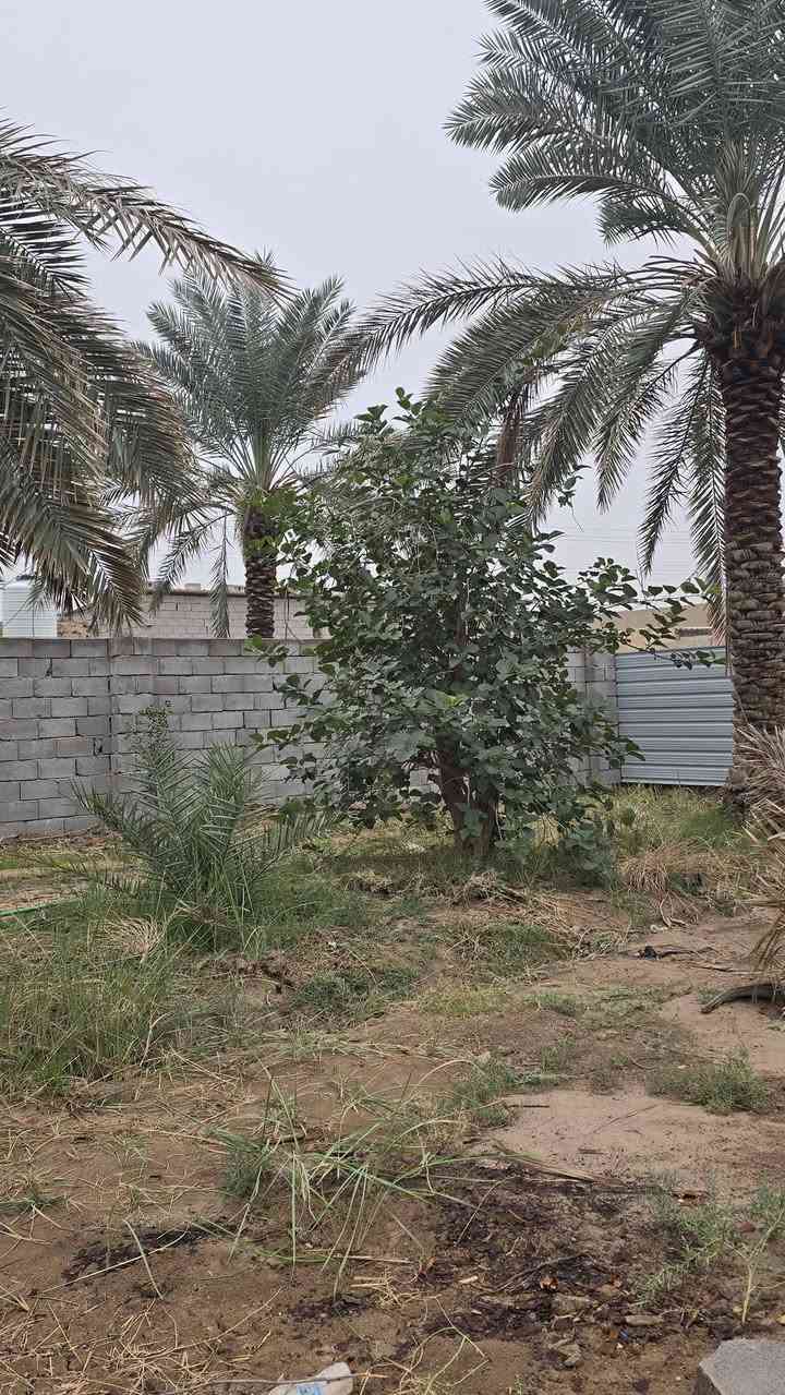 قطعه أرض للبيع مساحة 530متر مزروعه جميع نخيل برحي وبريم ام دهن انواع مختلفه  وانواع وسدار 🌴🌲🌺🌻🌷🌾🥀 مسيجه بلوك محكمه وباب سليت 🧱 وجها 25متر ونزال 20ونس نوع العقار وقف سني اصولي  العنوان بصره أبي الخصيب منطقه جيكور شارع الميناء عرض شارع 7متر جميع الخدمات متوفره ماء كهرباء مدارس جوارين ذهب ابو الخصيب القدامه سعر 38 مليون وبيه مجال الاستفسار اتصل أو وتساب ***********

