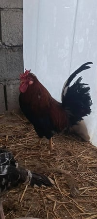 ديج • مضرب • اسباني