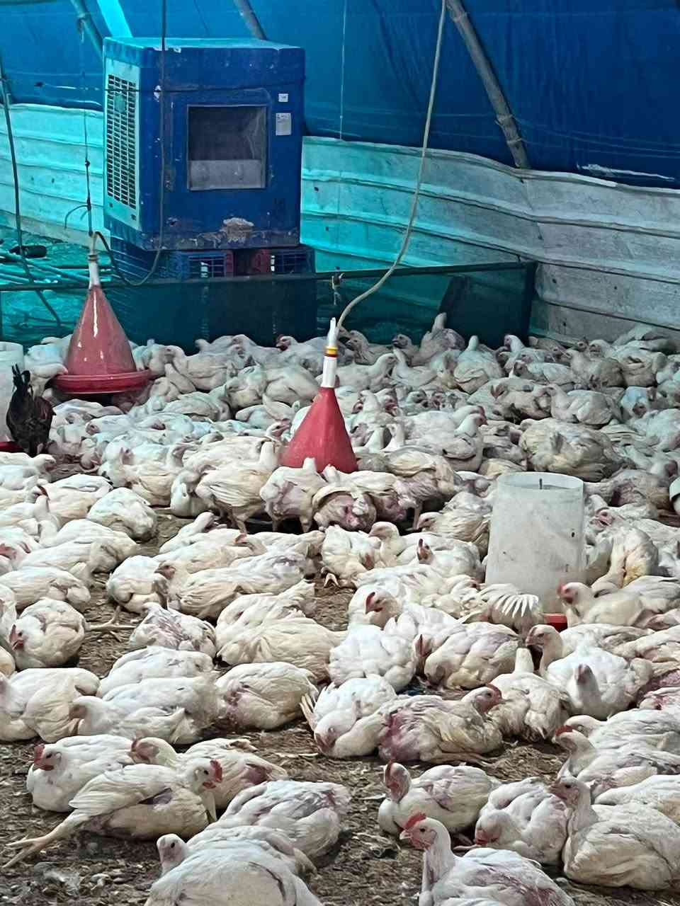 سمك حي تازه يوصلكم ٥٥٠٠ 
سمك حي ودجاج حي مسكوف حار 
دجاج حي محلي ٣٥٠٠ ومتوفر مقطع 
توصيل سريع 
لحجز مراسه الصفحة أو الرقم 
***********

العنوان بسمايه الشارع العام
