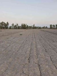 بابل طليعة • 10 دونم • ارض زراعية