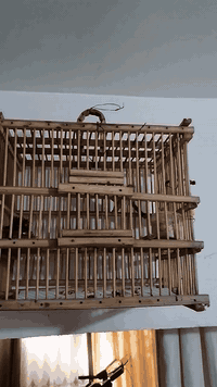 #متاح #مكاني_بغداد_مدينة_الصدر 
بلبل طور 
للاتصال *********** متوفر خاص واتساب
