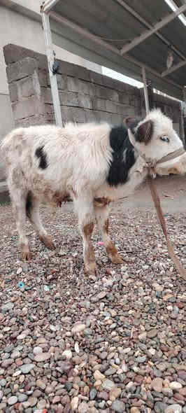 السلام عليكم
اخوان يوجد حولي فرنسي نضيف نصاحه فول وين جنايه وين اهل نضيف سعر بلاش 
سعر 575 فقط قفل اتصل وتدلل 
***********👉 او واتساب 
وين يدور بلاش يوم
شرقاط قريه شكرا
