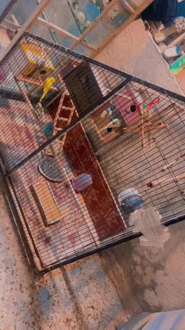 قفص حديد بدون الطيور مكاني الشعله


**إذا كنت صاحب هذا الإعلان وتريد حذفه لأي سبب، رجاءا أرسل رسالة إلى الدعم الفني**