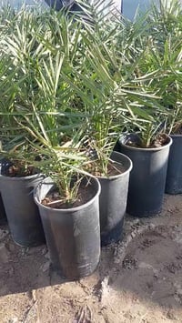 نخيل نسيجي • برحي • باججام كبيرة