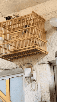 طيره بدراويه ابيه. هواي بيها لسانات خشانه ونظافه مكاني مدينه الصدر *********** ... 75 هي والقفص
