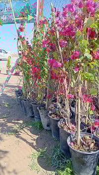 اركيلة • جهنمي • الشرقاط