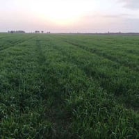 ارض رزاعيه • 80 دونم • بابل الصمود