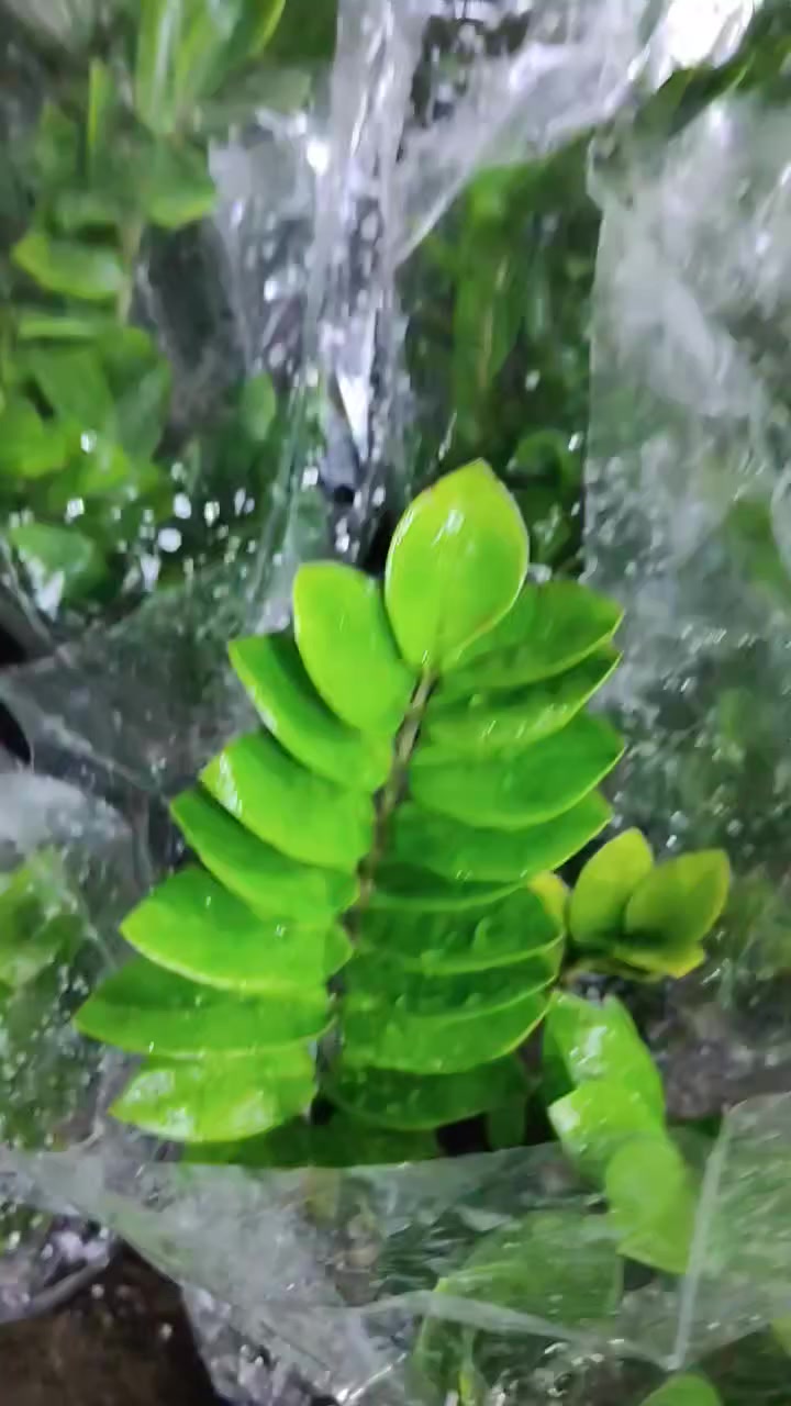 الزامبيا 🌱 ب 5 بس!!!🔥🔥🔥
العنوان: حلة حي الصحة شارع كورنيش
للتواصل ضرغام : ‏‪0782 884 2289‬‏
علي خلدون: ***********
https://maps.app.goo.gl/MrkK44hPhZ3qJYfC9
