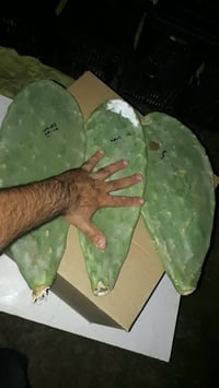 كفوف تين شوكي هجين • توصيل جميع المحافظات • الانبار راوة