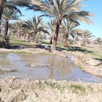 ١٧ دونم • ٤٠٠ نخلة • سند ٣٥