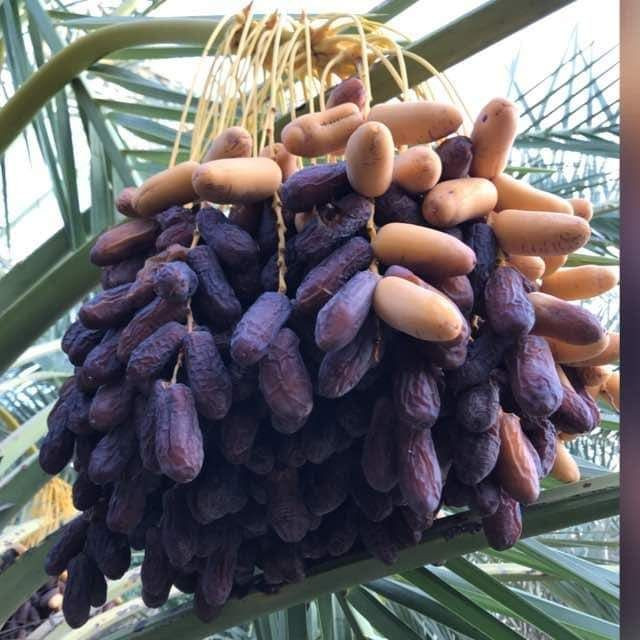 يتوفر داخل مشتل الزهور نخل بيارم نسيجي عنوان طريق سوق الشيوخ ناحية الفضليه مشتل زهور ***********
