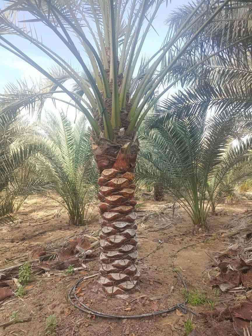 نخيل مثمر للبيع جميع الاطوال متوفره رقم تليفون 0775006415


**إذا كنت صاحب هذا الإعلان وتريد حذفه لأي سبب، رجاءا أرسل رسالة إلى الدعم الفني**