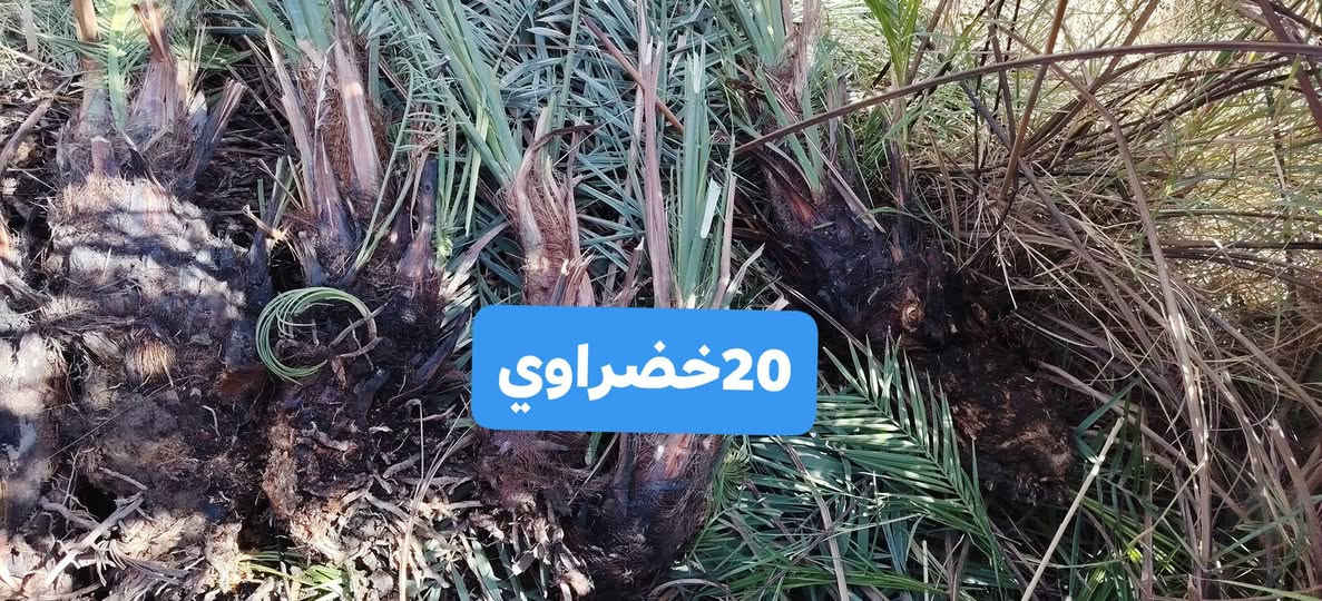 50تاله شكر و70زهدي و20خضراوي مجاني بس افلوس شلاعهن 2000 الي يريد بس يراسلني حت نشلعهن ويجي ياخذه  العنوان الرميثه ال سيد حسون قرب المسبح الاولمبي


**إذا كنت صاحب هذا الإعلان وتريد حذفه لأي سبب، رجاءا أرسل رسالة إلى الدعم الفني**