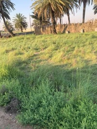 ديالى بهرز • 100م • سند 25 زراعي