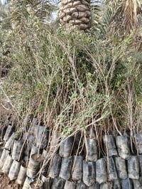 زيتون خستاوي ١٢٥٠الراشديه مقابل مستشفى حماد شهاب  ٠٧٧٠٥٣٨٠٧٧٢