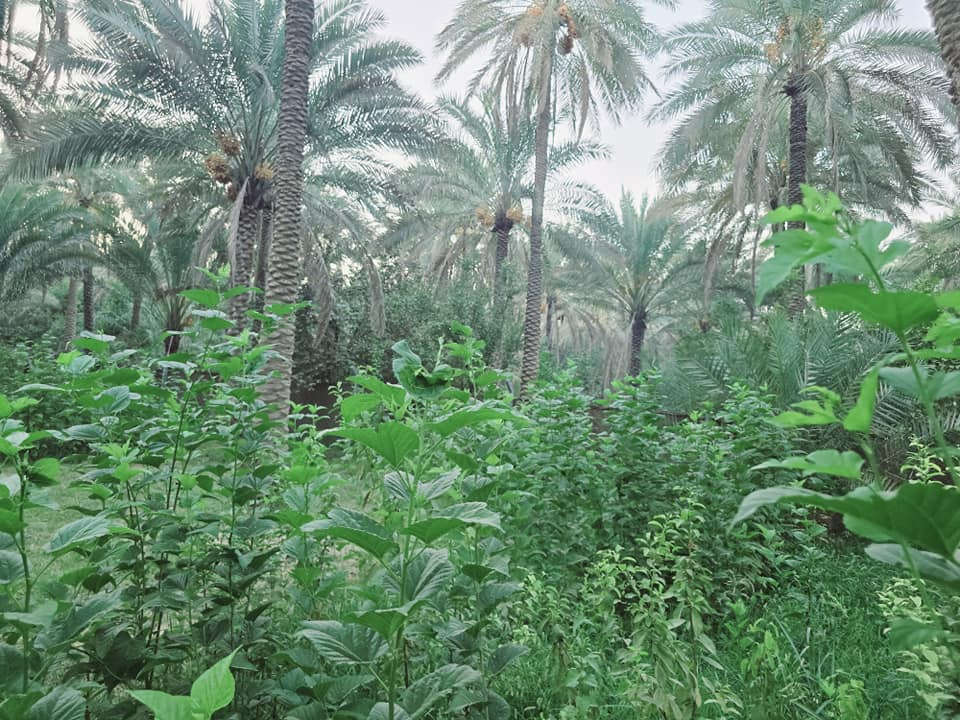 يالله أللهم صل على محمد وآل محمد) 

ليوم جبنالكم عرض جميل جدا بستان مخدومة بالكامل راحة

 نفسية  تريد ترفيهي تريد سكن للبيع دونم اله ربع المساحة بالامتار 

 1875  متر   نوع السند طابو زراعي

 سند 25 تحويل سهم مباشر بأسم المشتري  ينزل أسمك بالسند سهم تتوفر كافة

 الخدمات ماء سقي سيح ماء اساله كهرباء مولد جميع

 الخدمات متوفرة منطقة هادئة جدا 

 العنوان كربلاء الحسينية قرب جسر 🌉 الإبراهيمية

 الها مدخلين مدخل الأول من شارع الحسينية ومدخل الثاني

 من شارع الابراهيمية تبعد عن شارع الحسينية 1200 متر

 وتبعد عن شارع الابراهيمية كيلو ونص او اقل وعن جسر

 🌉 الإبراهيمية 2 كيلو وعن مركز المدينة 12 كيلو 

#السعر   175  مليون مع المجال للجاد بالشراء للاستفسار

 اكثر اتصلوا بالأرقام التالية 

(  ‏‪***********‬‏  ) (  ***********   )

ابو فاطمة عنوان المكتب شارع الحسينية قرب جسر 🌉 الإبراهيمية مقابل شارع عون مكتب النافعي للعقارات كربلاء  النافعي للعقار    #اشاره #الاصدقاء #متابعين #اكسبلور #الجميع👈 @إشارة
