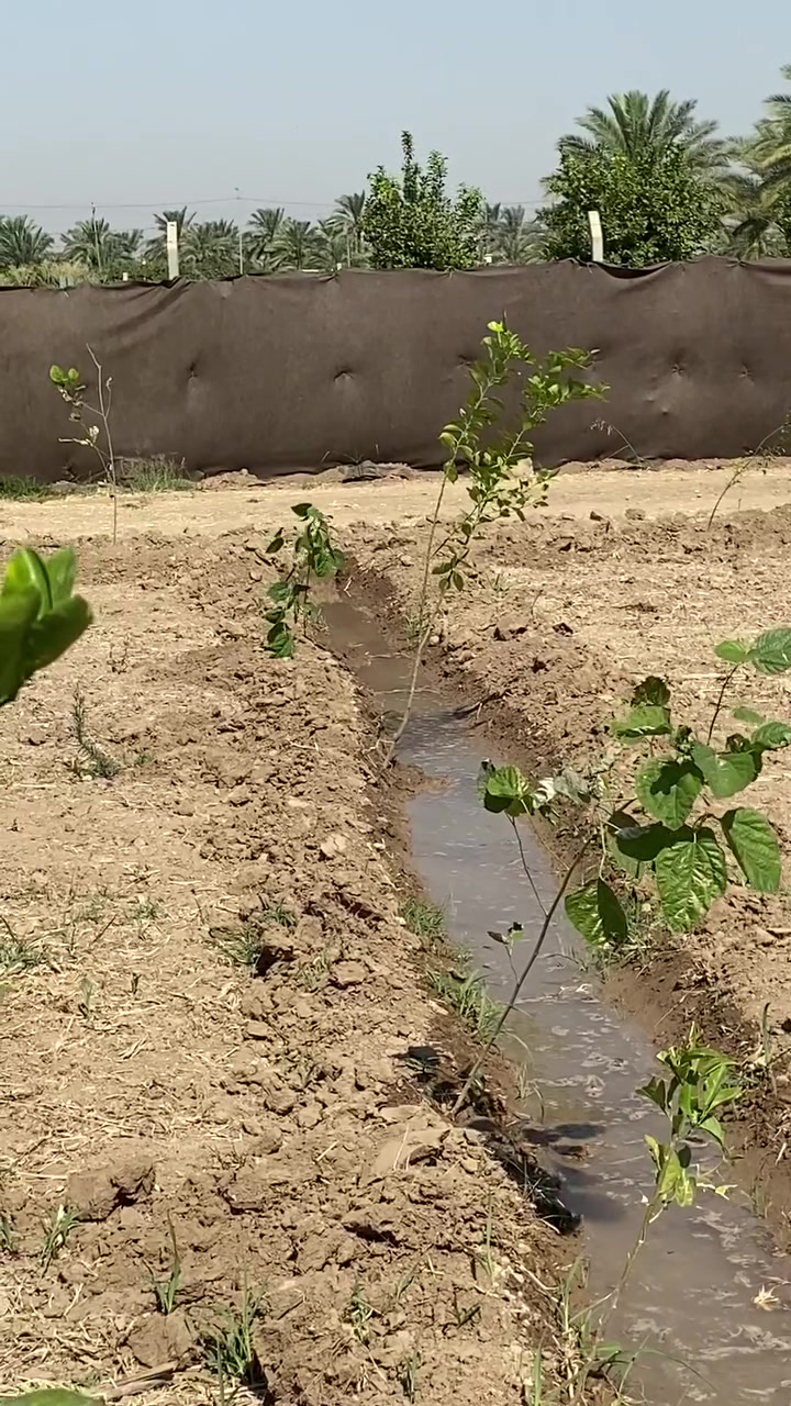 سلام عليكم دونم   
ملك صرف 
المكان جسر 🌉 دياله 
منطقت التويثه قرب مدرست المسعودي اي تفاصيل نتصل 

 ***********
