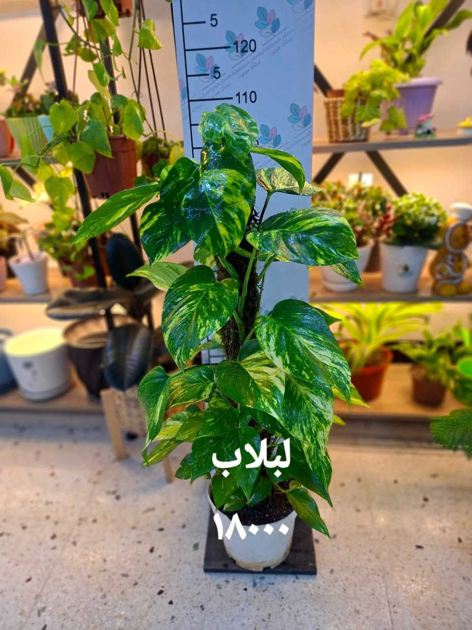 عيدكم مبارك
هدايا العيد وعيد الام من جورية احلى 
والتوصيل فقط ١٠٠٠ للكندي الثانية ومجاني للطلبات اكثر من ٢٥٠٠٠


**إذا كنت صاحب هذا الإعلان وتريد حذفه لأي سبب، رجاءا أرسل رسالة إلى الدعم الفني**